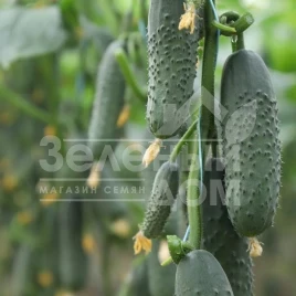 Семена огурцов Домани F1 (КС 707 F1) / Domani F1 (KS 707 F1) купить оптом и в розницу в Украине по выгодной цене