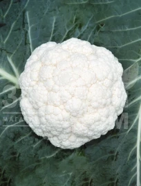 Семена капусты цветной Кабрал F1 / Kabral F1,75-80 дней купить оптом и в розницу в Украине по выгодной цене