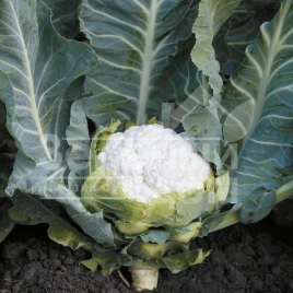 Семена капусты цветной Солистар F1 / Solistar F1,55-58 дней купить оптом и в розницу в Украине по выгодной цене