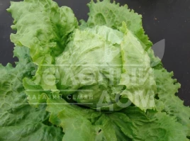 Семена салата Камелот / Camelot,80-90 дней купить оптом и в розницу в Украине по выгодной цене