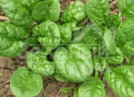 Семена шпината Матадор / Matador,45 дней купить оптом и в розницу в Украине по выгодной цене