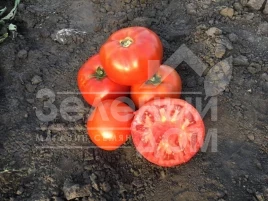 Семена томатов Рихам F1 / Riham F1,60-62 дня купить оптом и в розницу в Украине по выгодной цене