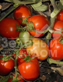 Семена томатов Кавалино Россо F1 / Cavalino Rosso F1 купить оптом и в розницу в Украине по выгодной цене