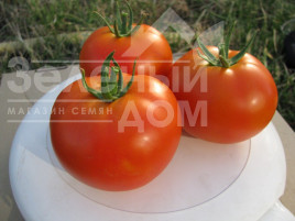 Насіння томатів П'єтро F1 / Pietro F1,65-75 днів купити оптом і в роздріб в Україні за вигідною ціною