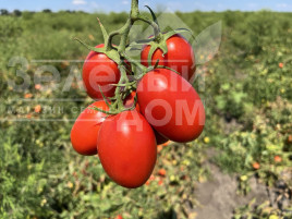 Насіння томатів Інсіпіт F1 / Incipit F1 купити оптом і в роздріб в Україні за вигідною ціною