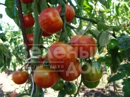 Семена томатов Дуо / Duo купить оптом и в розницу в Украине по выгодной цене
