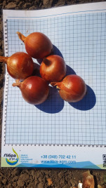 Цибуля ріпчаста Ейфорія F1 / Euphoria F1, 115-125 днів купити оптом і в роздріб в Україні за вигідною ціною