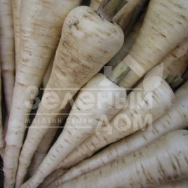 Семена пастернака Белас / Bielas,140-150 дней купить оптом и в розницу в Украине по выгодной цене