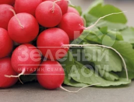 Семена редиса Рондар F1 / Rondar F1,18-20 дней купить оптом и в розницу в Украине по выгодной цене
