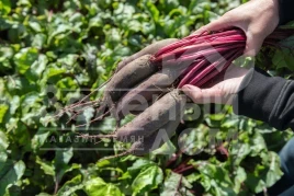 Семена свеклы Таунус F1 / Taunus F1,110 дней купить оптом и в розницу в Украине по выгодной цене