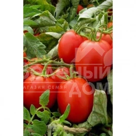 Семена томатов Фабер F1 / Faber F1,80-85 дней купить оптом и в розницу в Украине по выгодной цене