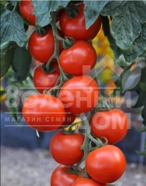 Семена томатов Топкапи F1 / Topkapi F1,68-70 дней купить оптом и в розницу в Украине по выгодной цене