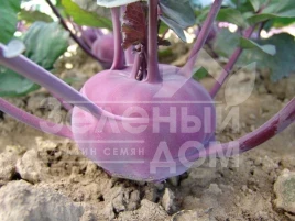 Семена капусты кольраби Виолета / Violeta,120-125 дней купить оптом и в розницу в Украине по выгодной цене