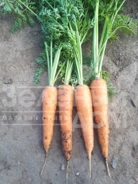 Семена моркови СВ 3118 F1 / SV 3118 F1,110-115 дней купить оптом и в розницу в Украине по выгодной цене