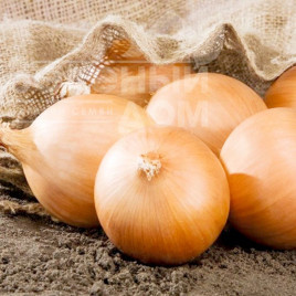 Цибуля ріпчаста Калвера F1 (Т-831 F1) / Kalvera F1 (T-831 F1), 85 днів купити оптом і в роздріб в Україні за вигідною ціною