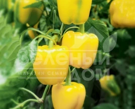 Семена сладкого перца Люмос F1 / Lyumos F1,60-63 дня купить оптом и в розницу в Украине по выгодной цене