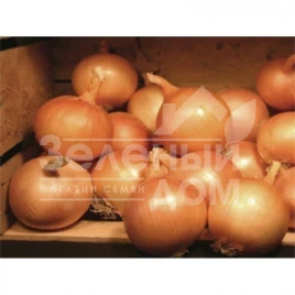 Лук репчатый Валентино F1 / Valentino F1,110-115 дней купить оптом и в розницу в Украине по выгодной цене