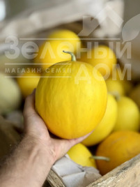 Насіння дині Сан Канарія F1 / San Kanariya F1, 55-60 днів купити оптом і в роздріб в Україні за вигідною ціною