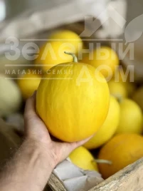 Насіння дині Сан Канарія F1 / San Kanariya F1, 55-60 днів купити оптом і в роздріб в Україні за вигідною ціною