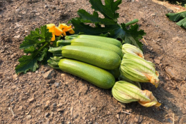 Насіння кабачків Імператор F1 / Imperator F1, 32-37 днів купити оптом і в роздріб в Україні за вигідною ціною