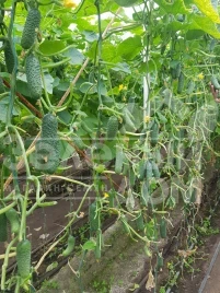 Семена огурцов Мадрилен F1 / Madrilene F1 купить оптом и в розницу в Украине по выгодной цене