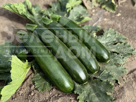 Насіння кабачків Андорра F1 / Andorra F1  купити оптом і в роздріб в Україні за вигідною ціною