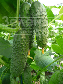 Насіння огірків Артіст F1 / Artist F1,40-45 днів купити оптом і в роздріб в Україні за вигідною ціною