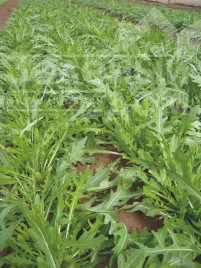 Насіння руколи Тріція / Tritsiya,30-40 днів купити оптом і в роздріб в Україні за вигідною ціною