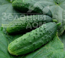 Насіння огірків Регія F1 / Regia F1,48-50 днів купити оптом і в роздріб в Україні за вигідною ціною