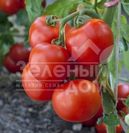 Семена томатов Тайпринц F1 / Typrince F1,110-120 дней купить оптом и в розницу в Украине по выгодной цене