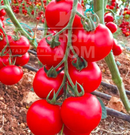 Насіння томатів Лугано F1 / Lugano F1, 68-70 днів купити оптом і в роздріб в Україні за вигідною ціною