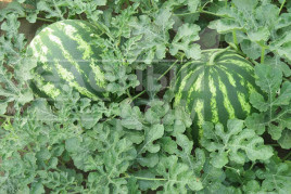 Насіння кавуна Авалон F1 / Avalon F1,62-65 днів купити оптом і в роздріб в Україні за вигідною ціною