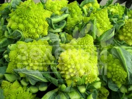 Семена капусты романеско Джитано F1 / Gitano F1,90-95 дней купить оптом и в розницу в Украине по выгодной цене