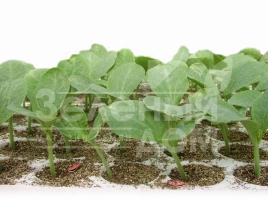 Семена подвоя Титан F1 / Titan F1,50-55 дней купить оптом и в розницу в Украине по выгодной цене