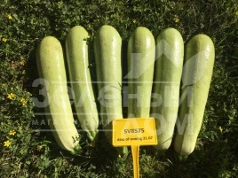 Семена кабачков СВ 8575 F1 / SV 8575 F1 купить оптом и в розницу в Украине по выгодной цене