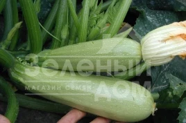 Семена кабачков Алия F1 / Alija F1,40-45 дней купить оптом и в розницу в Украине по выгодной цене
