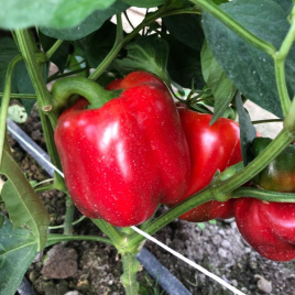 Насіння солодкого перцю Том F1 / Tom F1,60 днів купити оптом і в роздріб в Україні за вигідною ціною