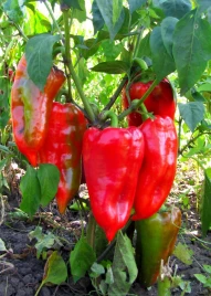Семена сладкого перца Рафаэла F1 / Rafaela F1,50-60 дней купить оптом и в розницу в Украине по выгодной цене