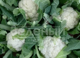Семена капусты цветной Каспер F1 / Kasper F1,100 дней купить оптом и в розницу в Украине по выгодной цене