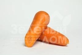 Семена моркови Арго / Argo купить оптом и в розницу в Украине по выгодной цене