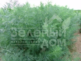 Семена укропа Мораван / Moravan купить оптом и в розницу в Украине по выгодной цене