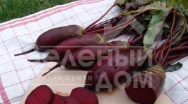 Семена свеклы Ренова / Renova,125-130 дней купить оптом и в розницу в Украине по выгодной цене