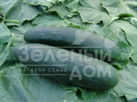 Семена огурцов Обеликс F1 / Obeliks F1,45-48 дней купить оптом и в розницу в Украине по выгодной цене