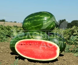Семена арбуза Мелина F1 / Melina F1,60 дней купить оптом и в розницу в Украине по выгодной цене