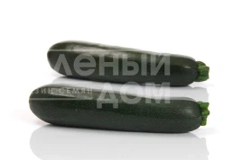 Насіння кабачка SQ 11009 F1 / SQ 11009 F1 купити оптом і в роздріб в Україні за вигідною ціною