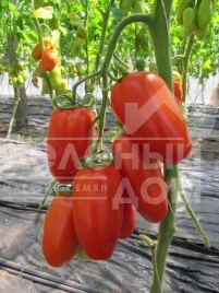 Семена томатов Поззано F1 / Pozzano F1,105-115 дней купить оптом и в розницу в Украине по выгодной цене