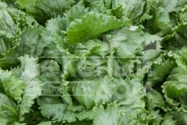 Семена салата Ясперинас / Jasperinas купить оптом и в розницу в Украине по выгодной цене