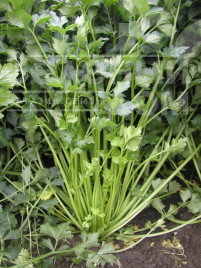 Насіння селери Емні / Jemny,70-80 днів купити оптом і в роздріб в Україні за вигідною ціною
