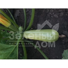 Семена кабачков СВ 2987 YL F1 / SV 2987 YL F1 купить оптом и в розницу в Украине по выгодной цене