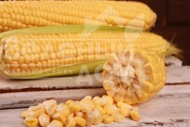 Семена кукурузы Канзас F1 / Kanzas F1, 65-68 дней купить оптом и в розницу в Украине по выгодной цене